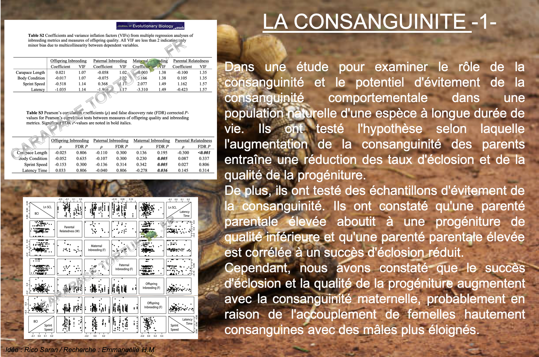 Consanguinite 1