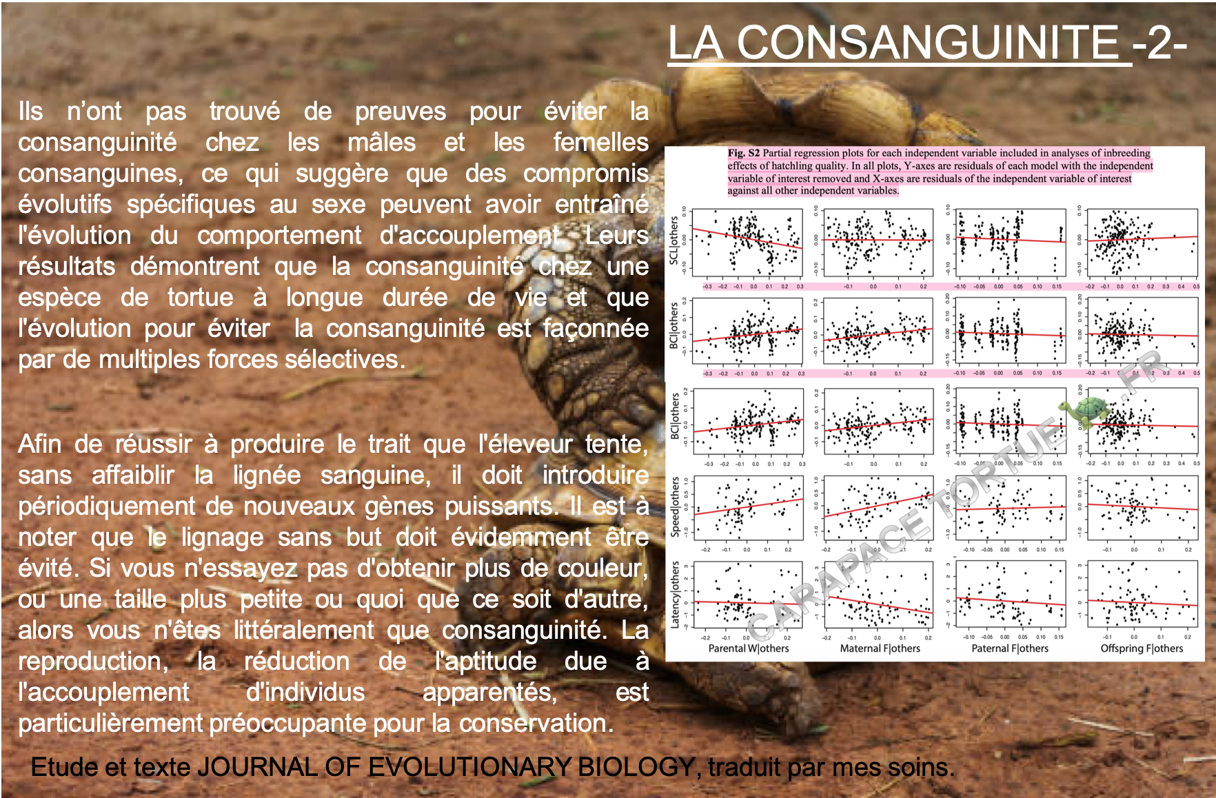 Consanguinite 2