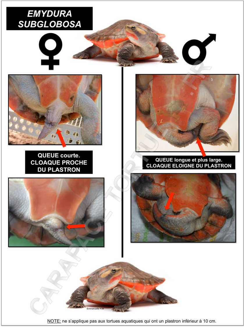 Emydura subglobosa 4