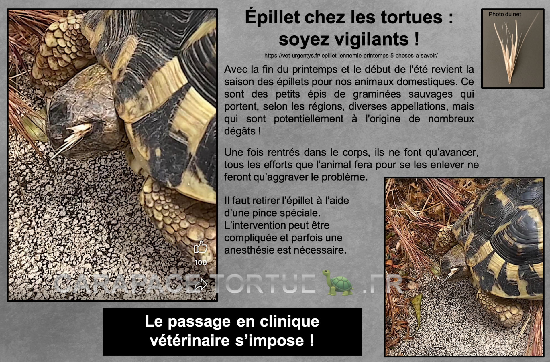 Epillet tortue