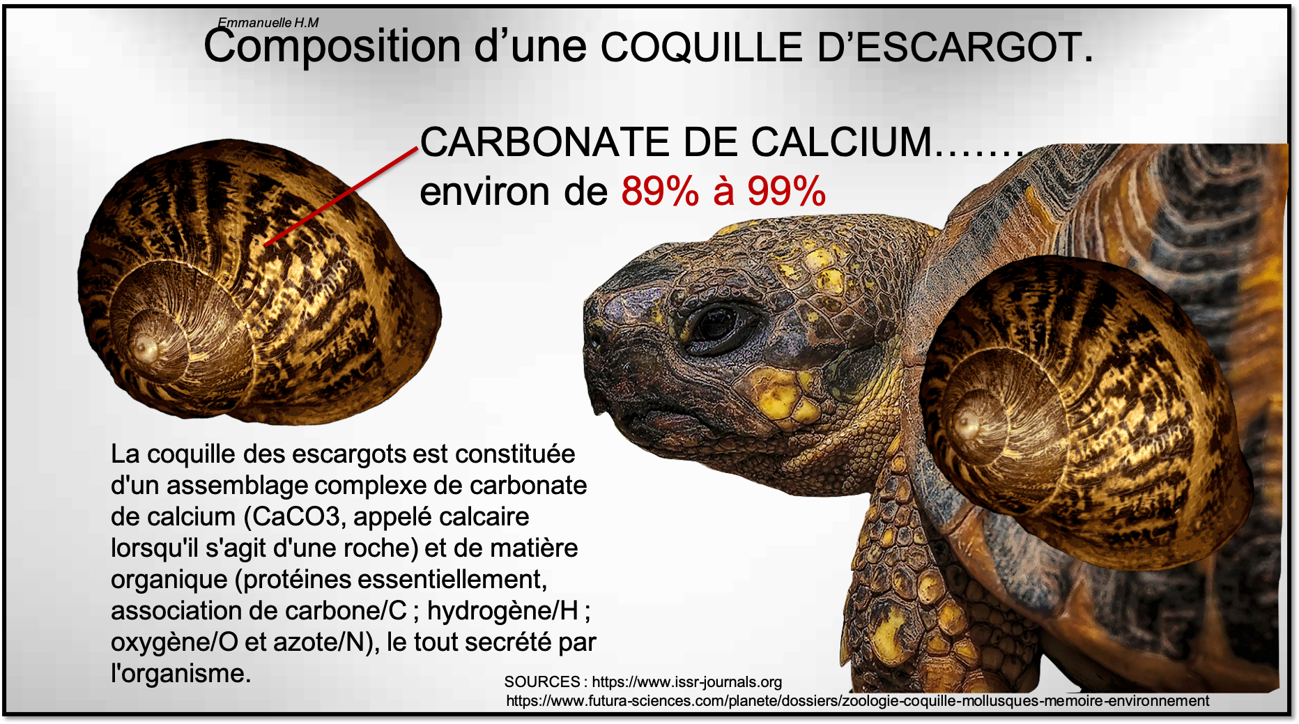 Escargot calcium coquille