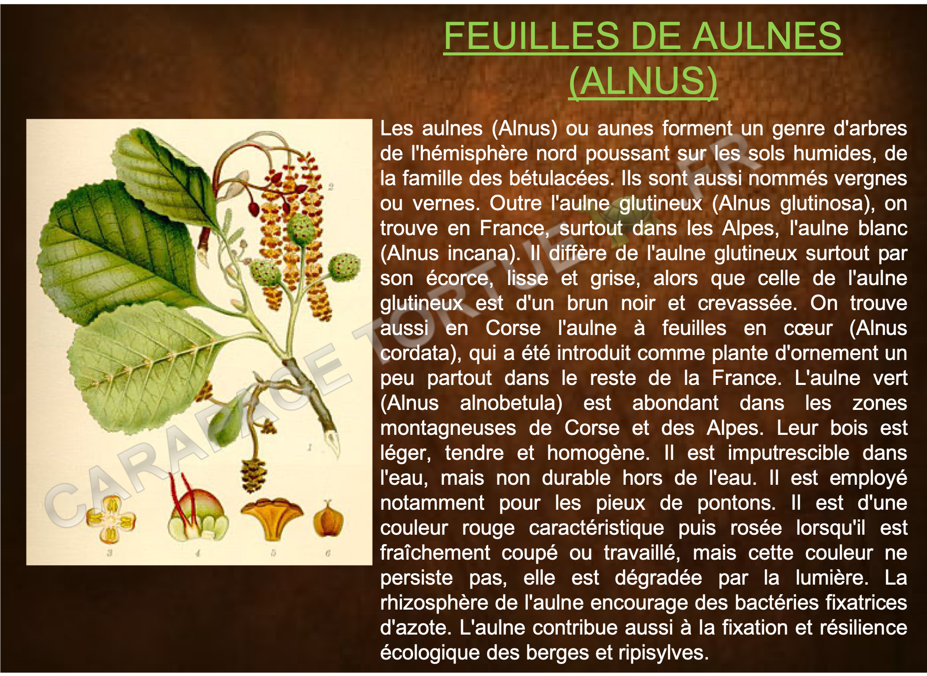 Feuilles de aulnes