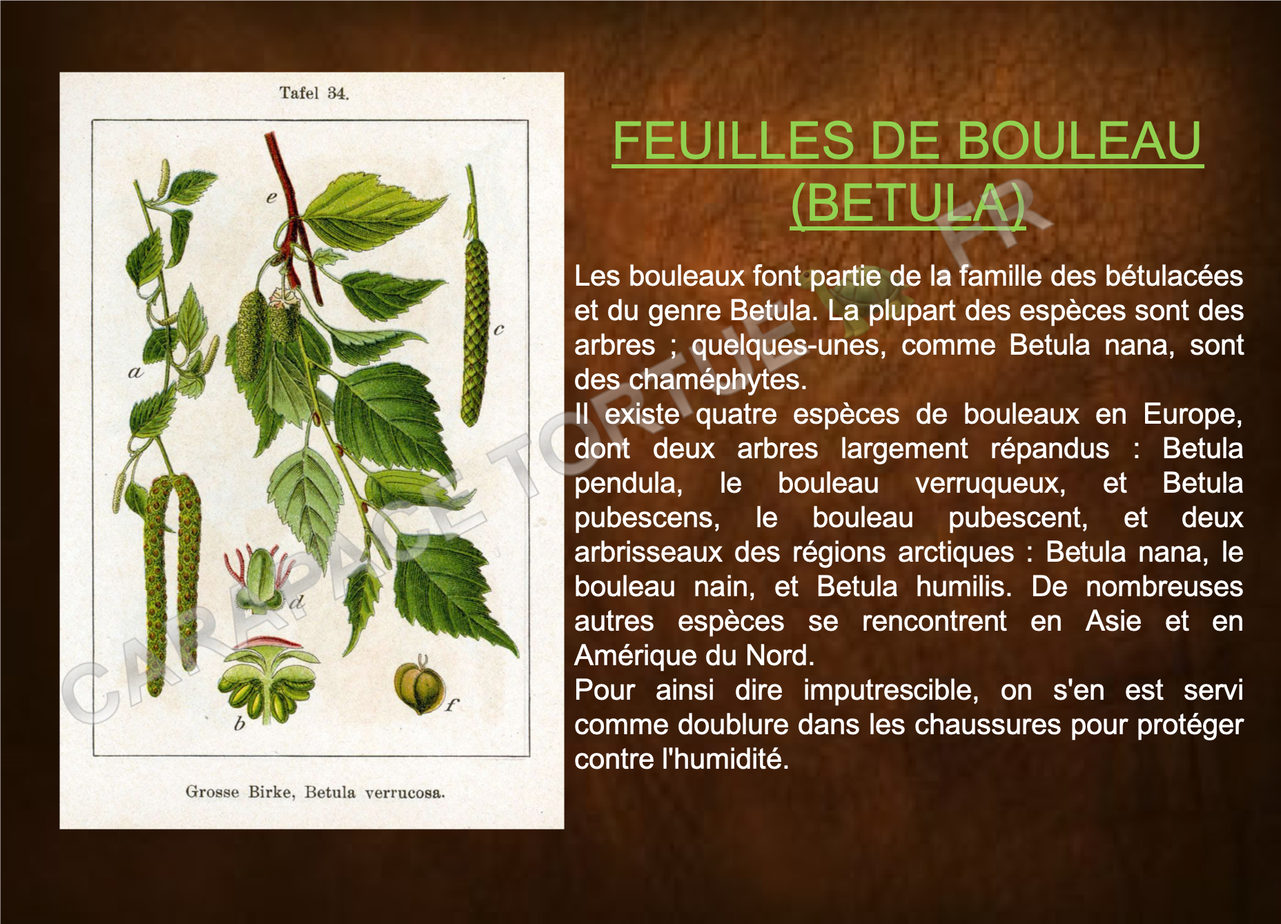 Feuilles de bouleau