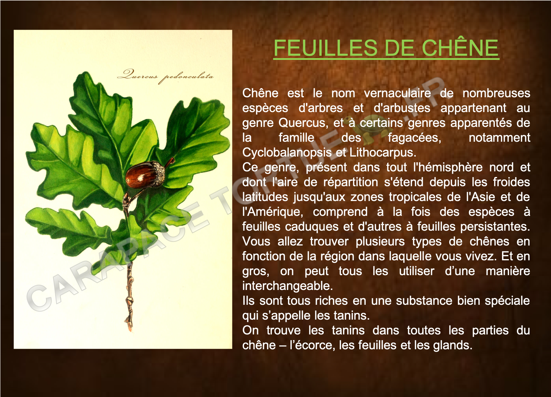 Feuilles de chene