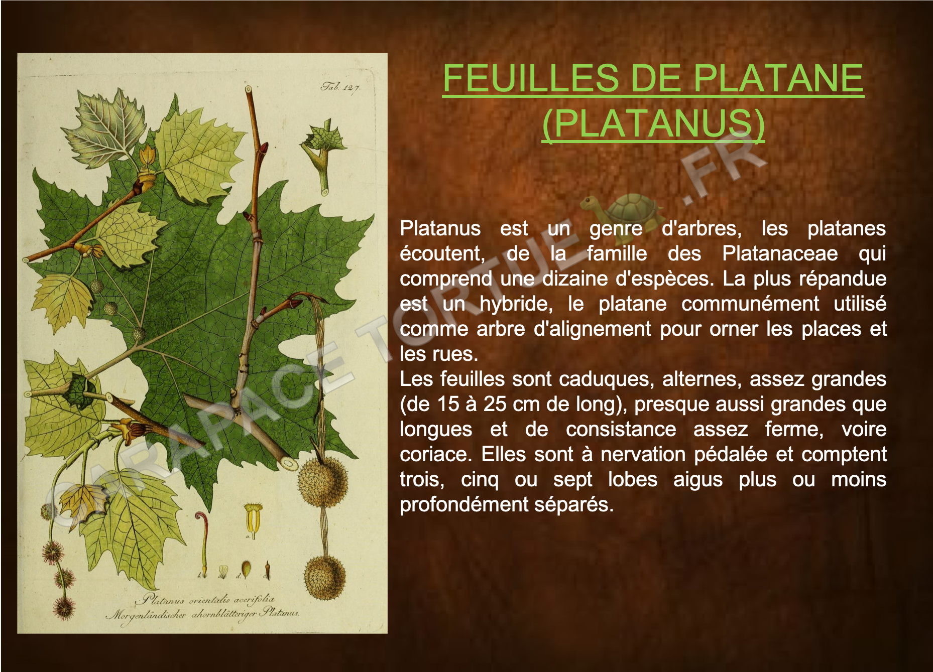 Feuilles de platane