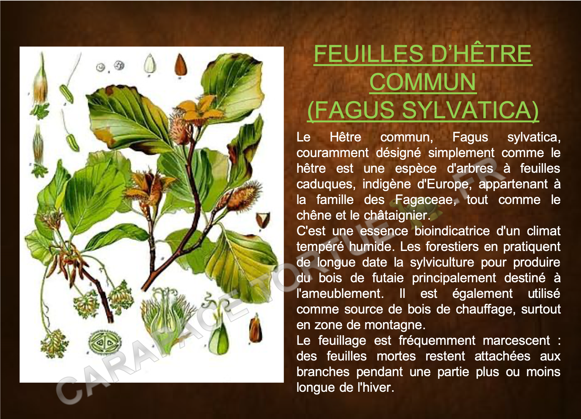 Feuilles dhetre