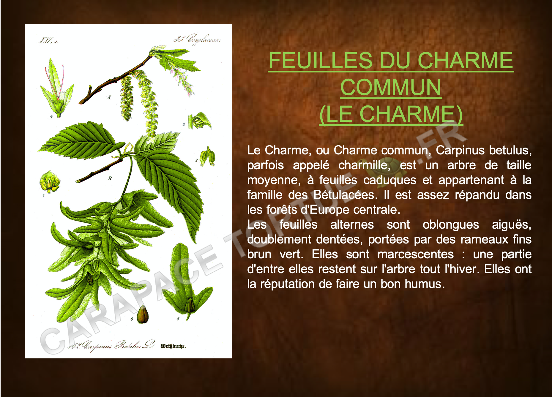 Feuilles du charme