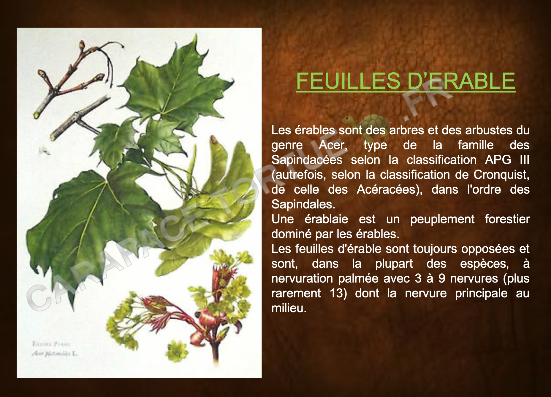 Feuilles erable