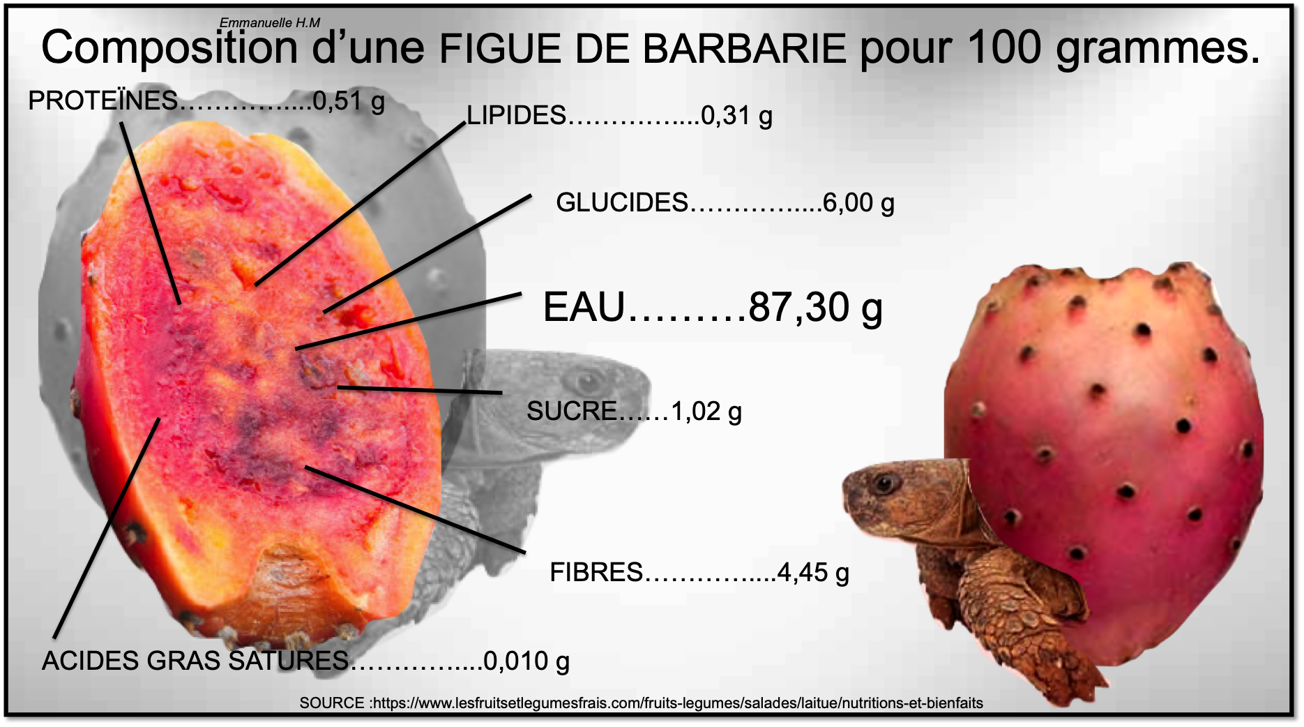 Figue de barbarie 1