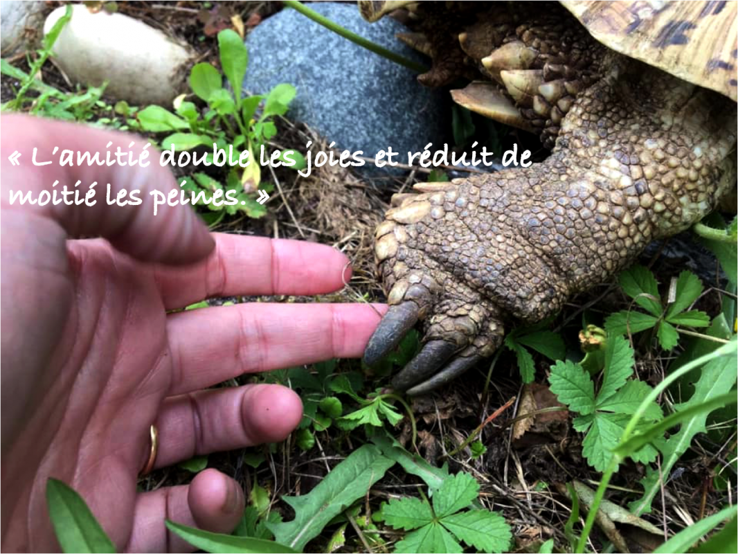 Flaubert 8