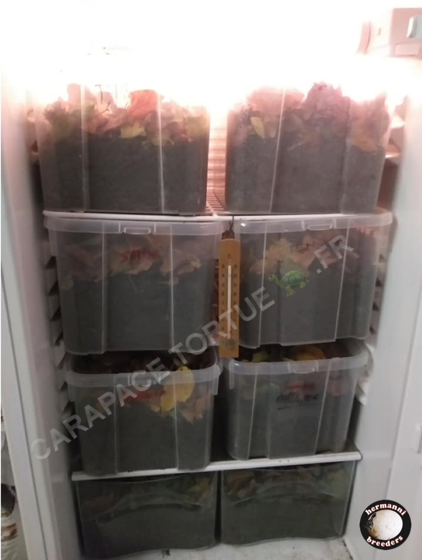 Frigo hibernation 1