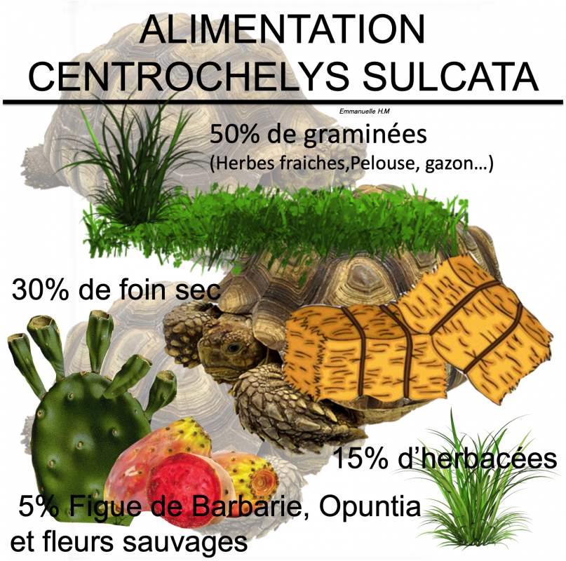 ALIMENTATION SULCATA CORRECTION