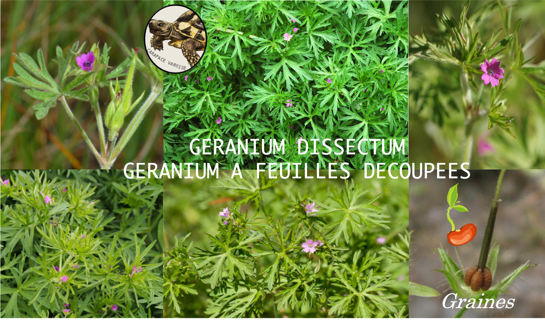 Geranium dissectum