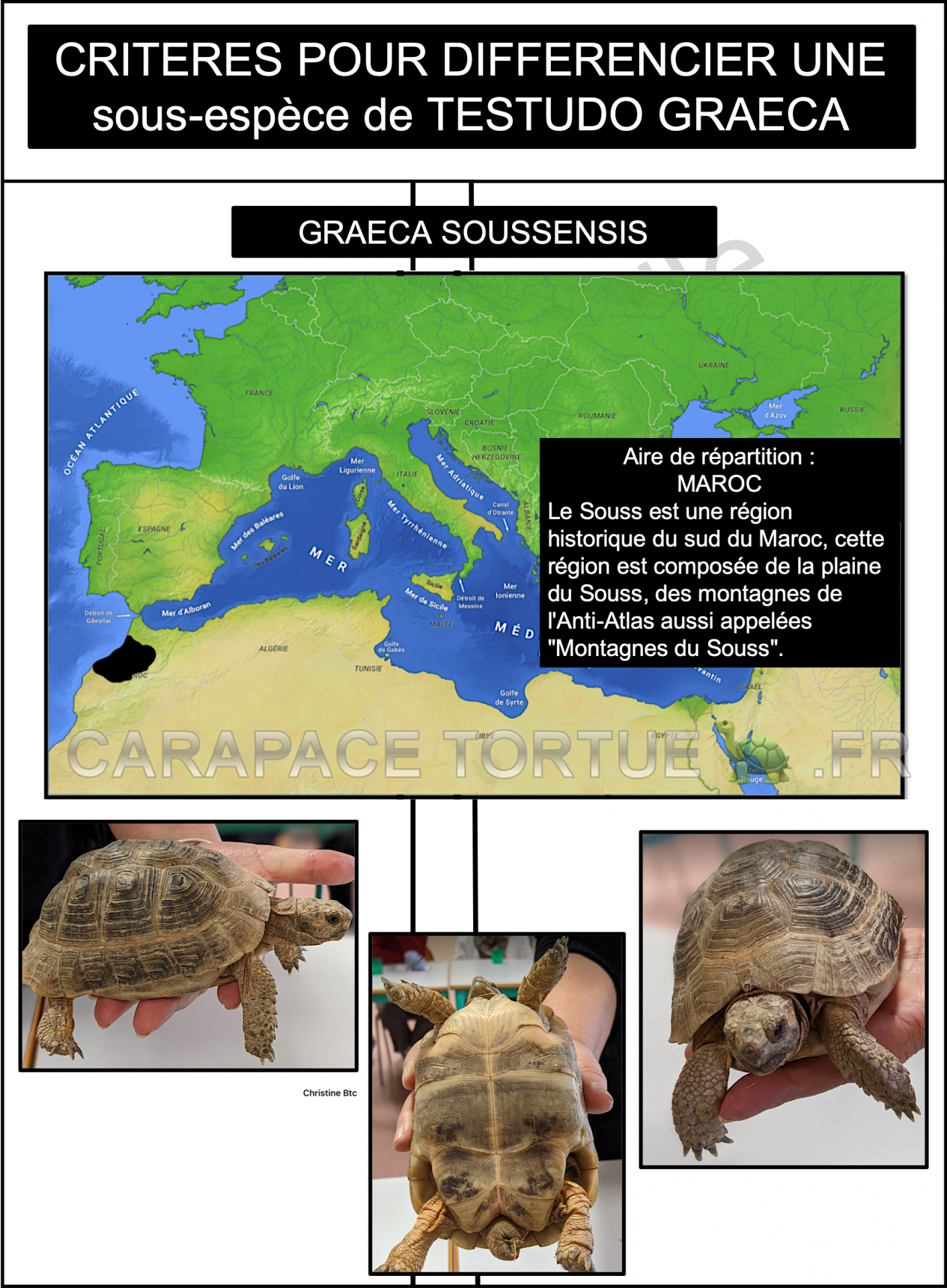 Graeca soussensis 1