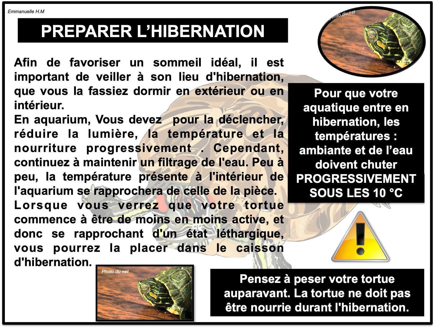 Hibernation tortue aquatique1