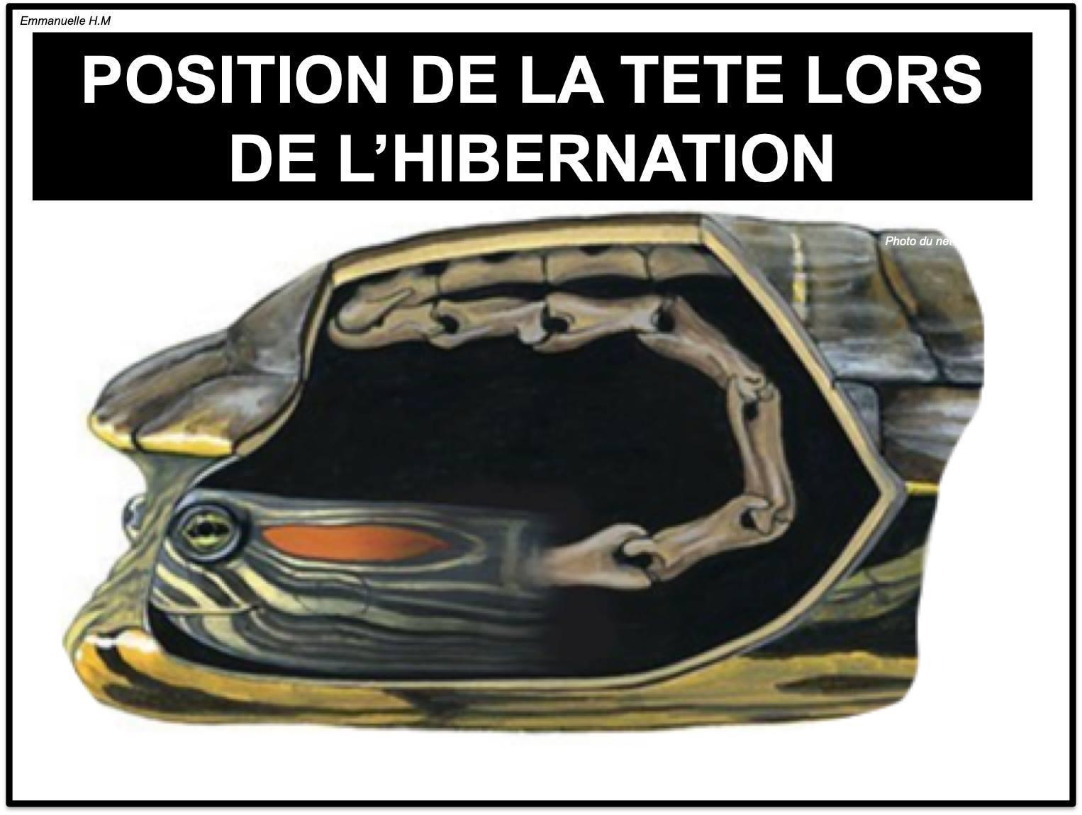 Hibernation tortue aquatique4