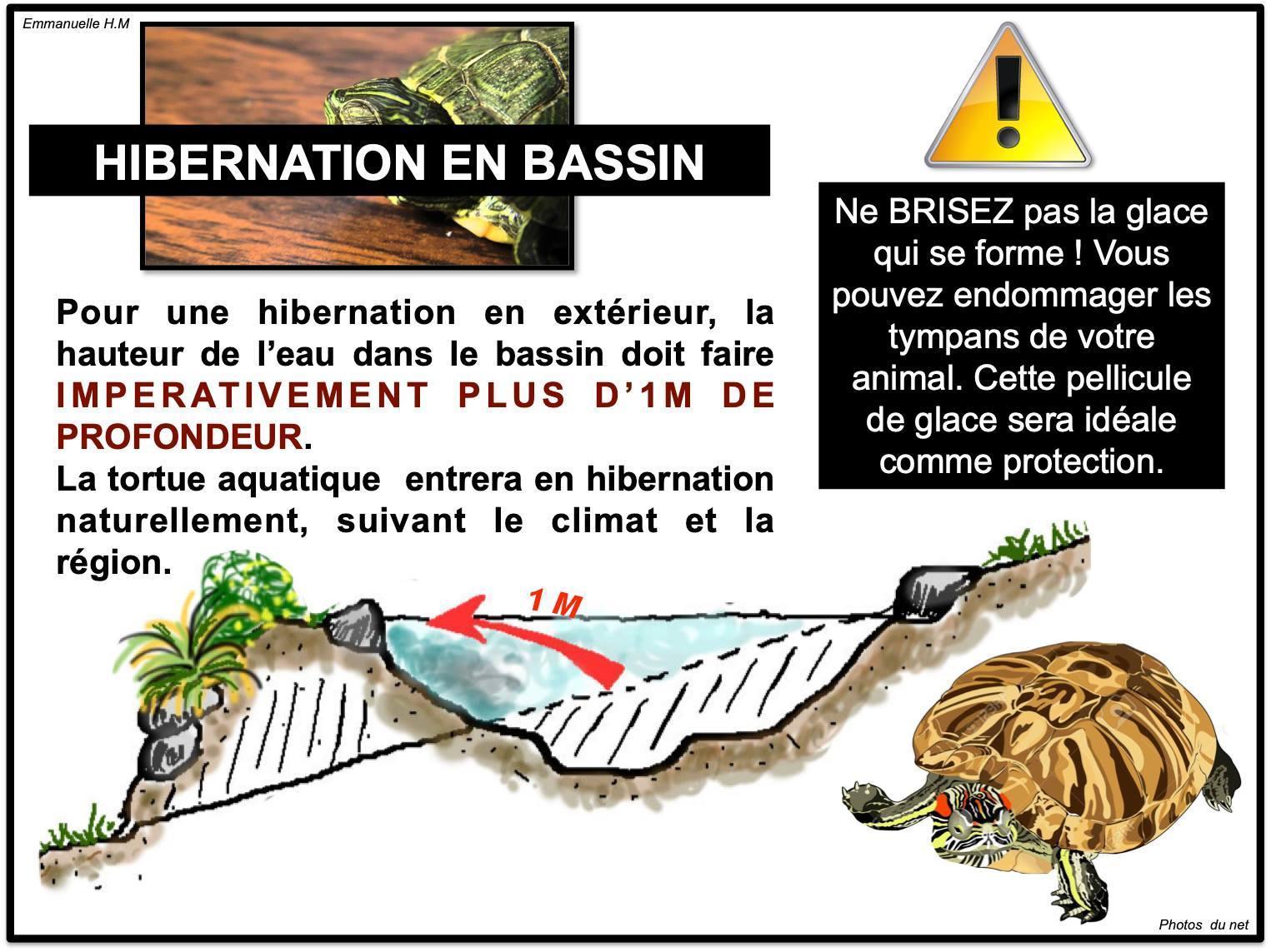 Hibernation tortue aquatique5