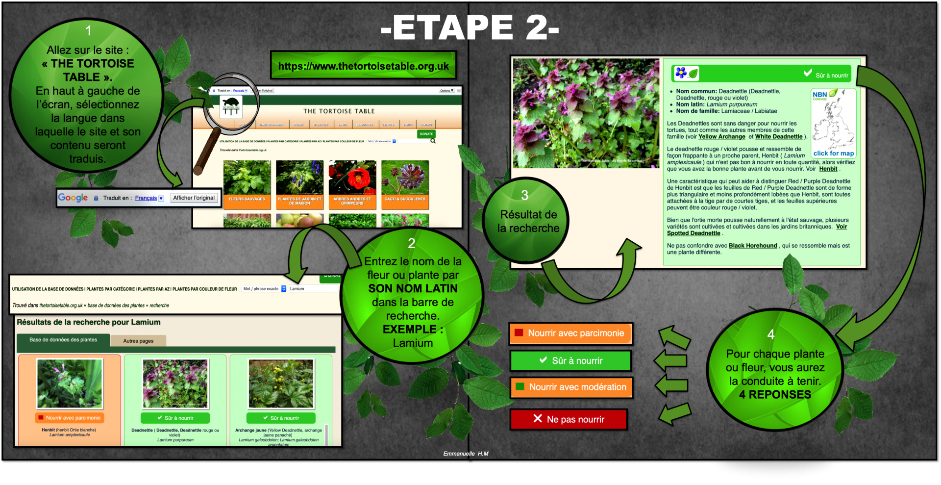 Identification plante 2