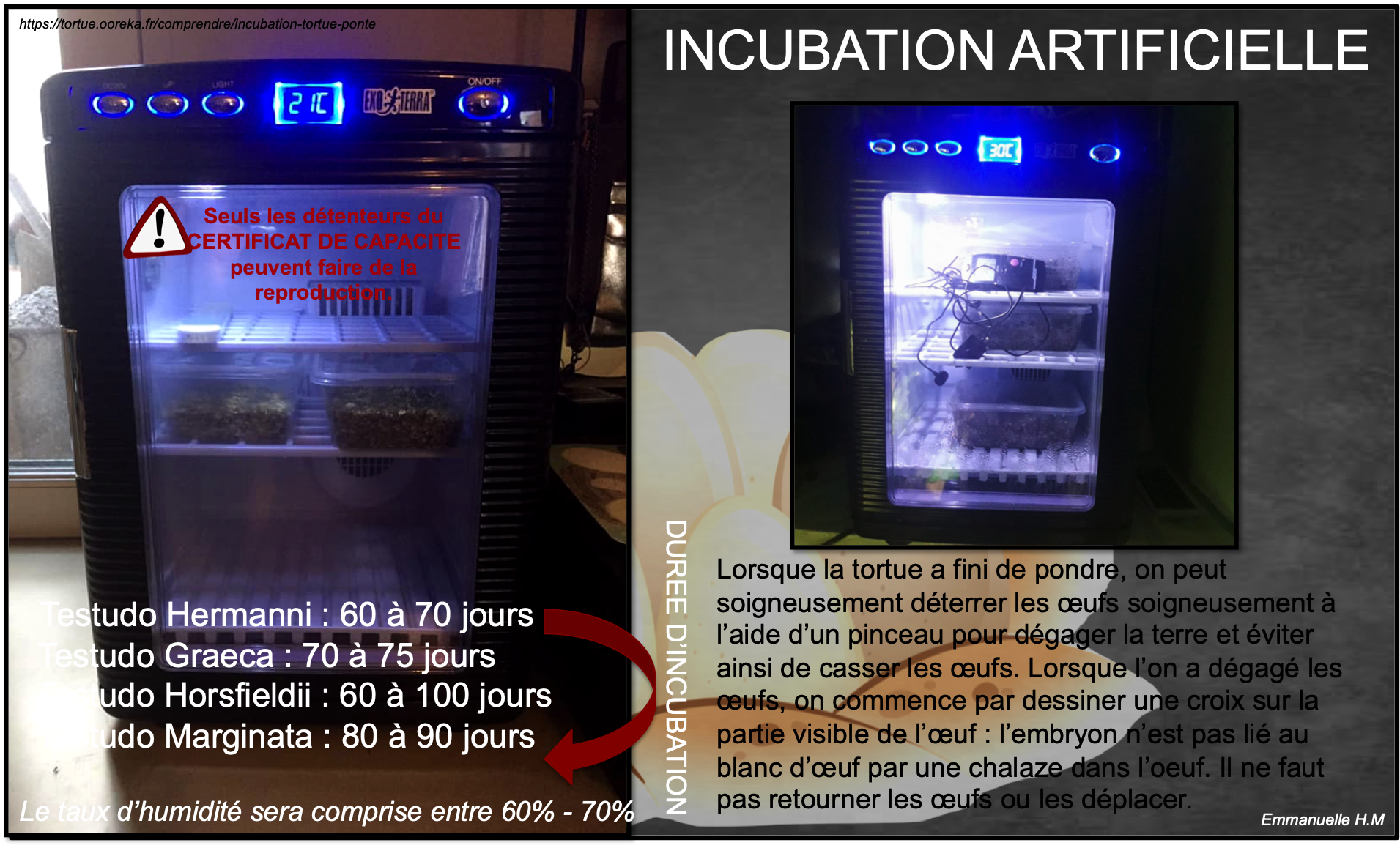 Incubation tortue artificielle