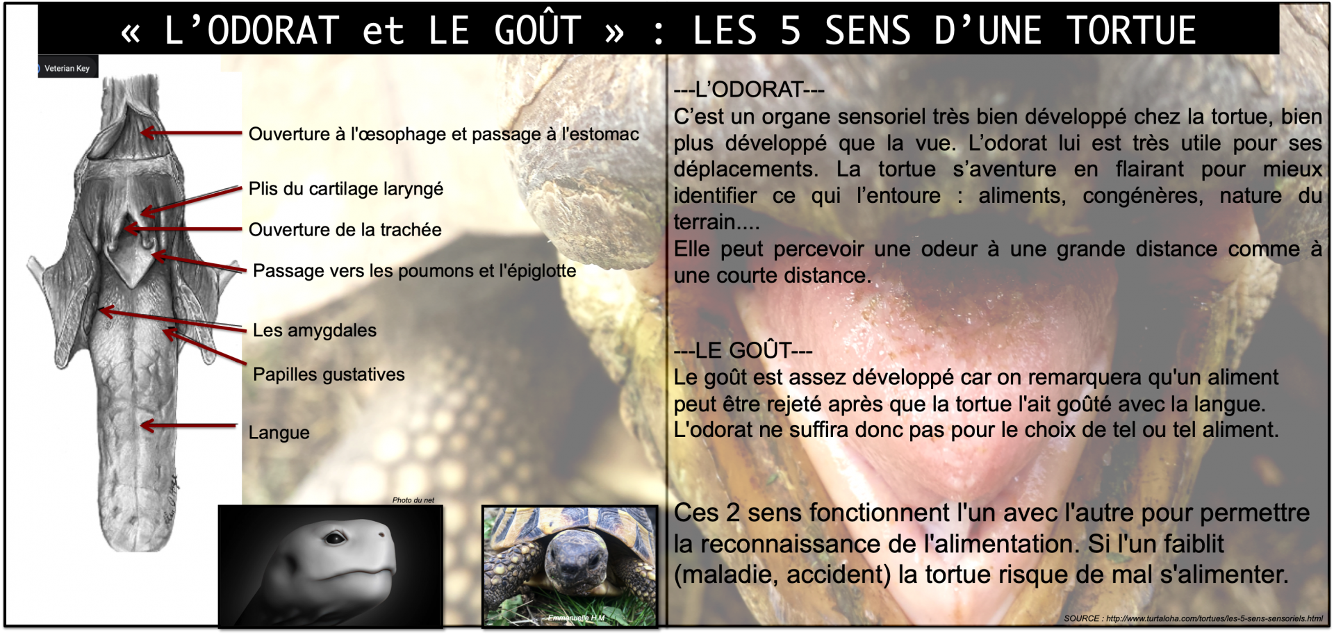 Le gou t et l odorat