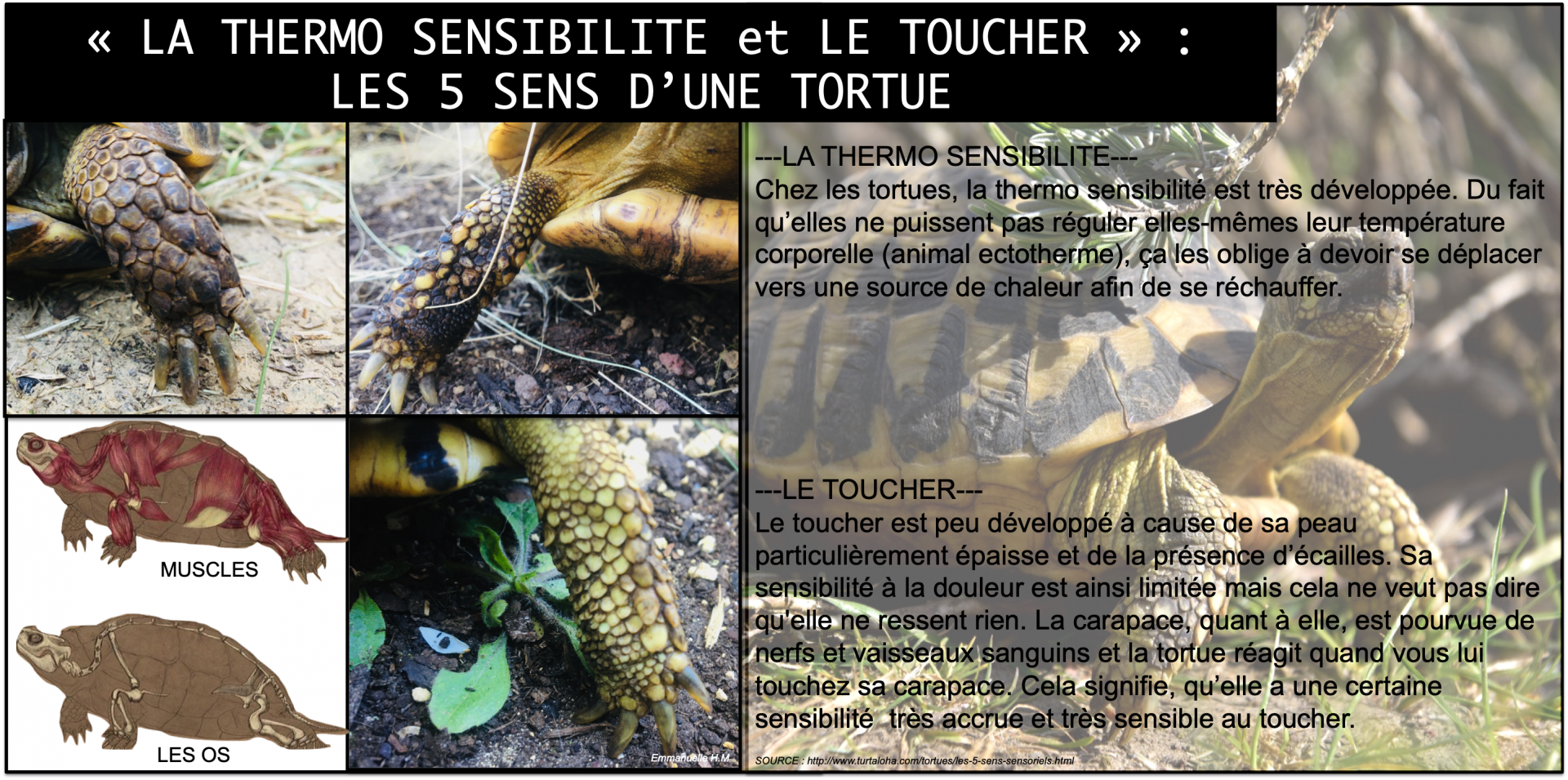 Le toucher