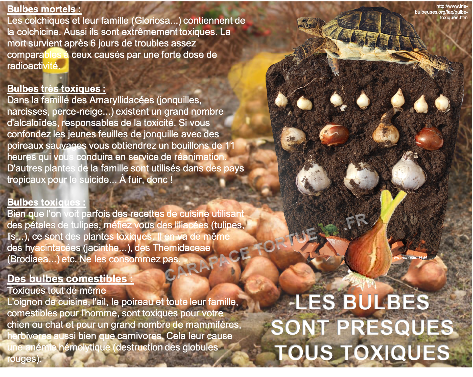 Les bulbes toxiques