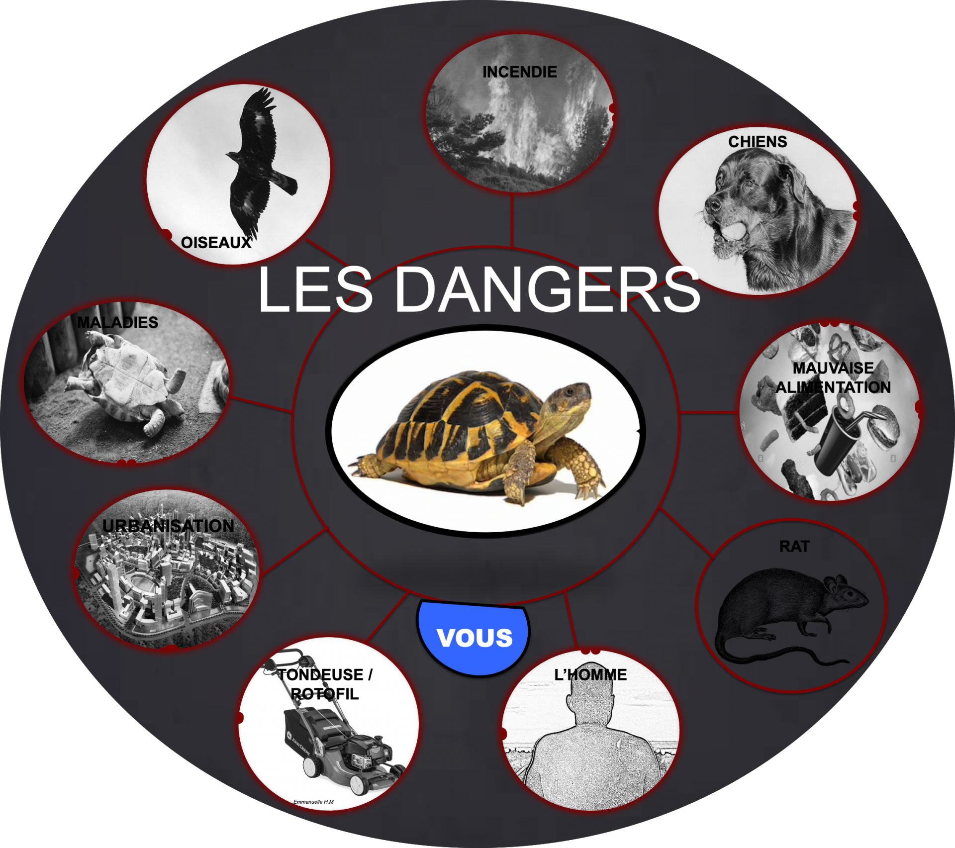 Les dangers pour la tortue 2