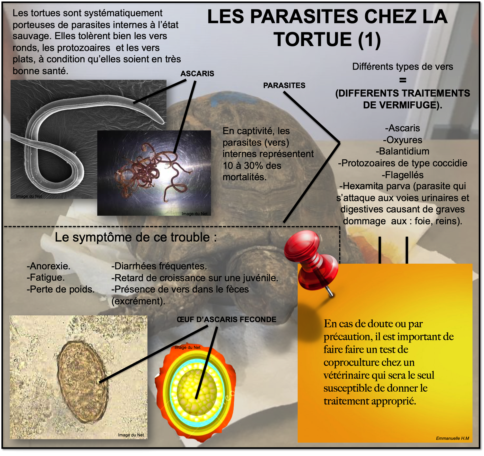 Les parasites chez la tortue 1