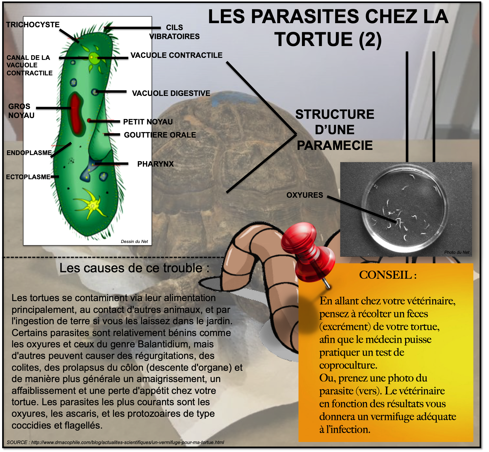 Les parasites chez la tortue 2