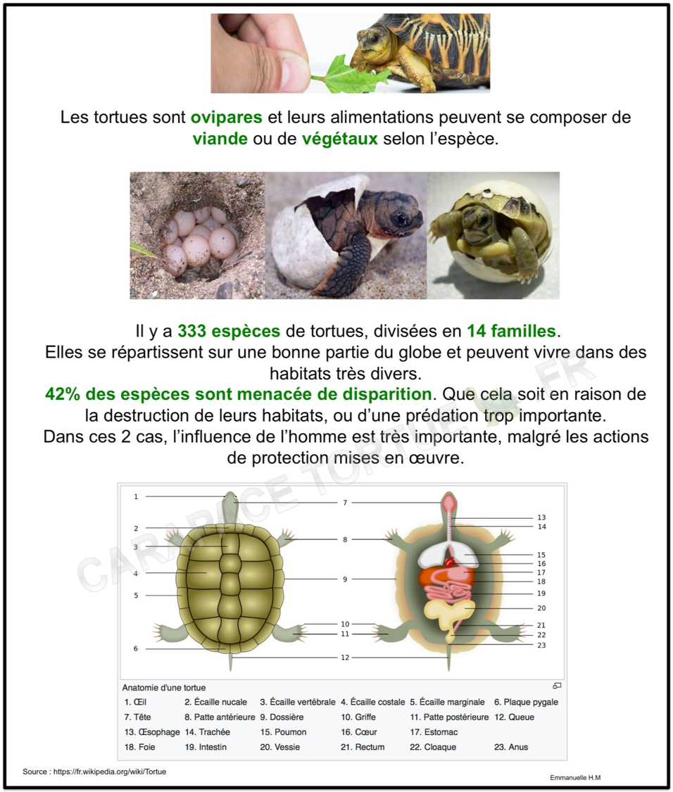 Les tortues 2