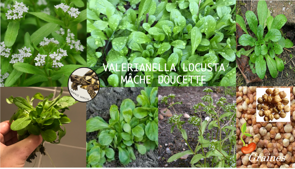 Ma che doucette valerianella locusta