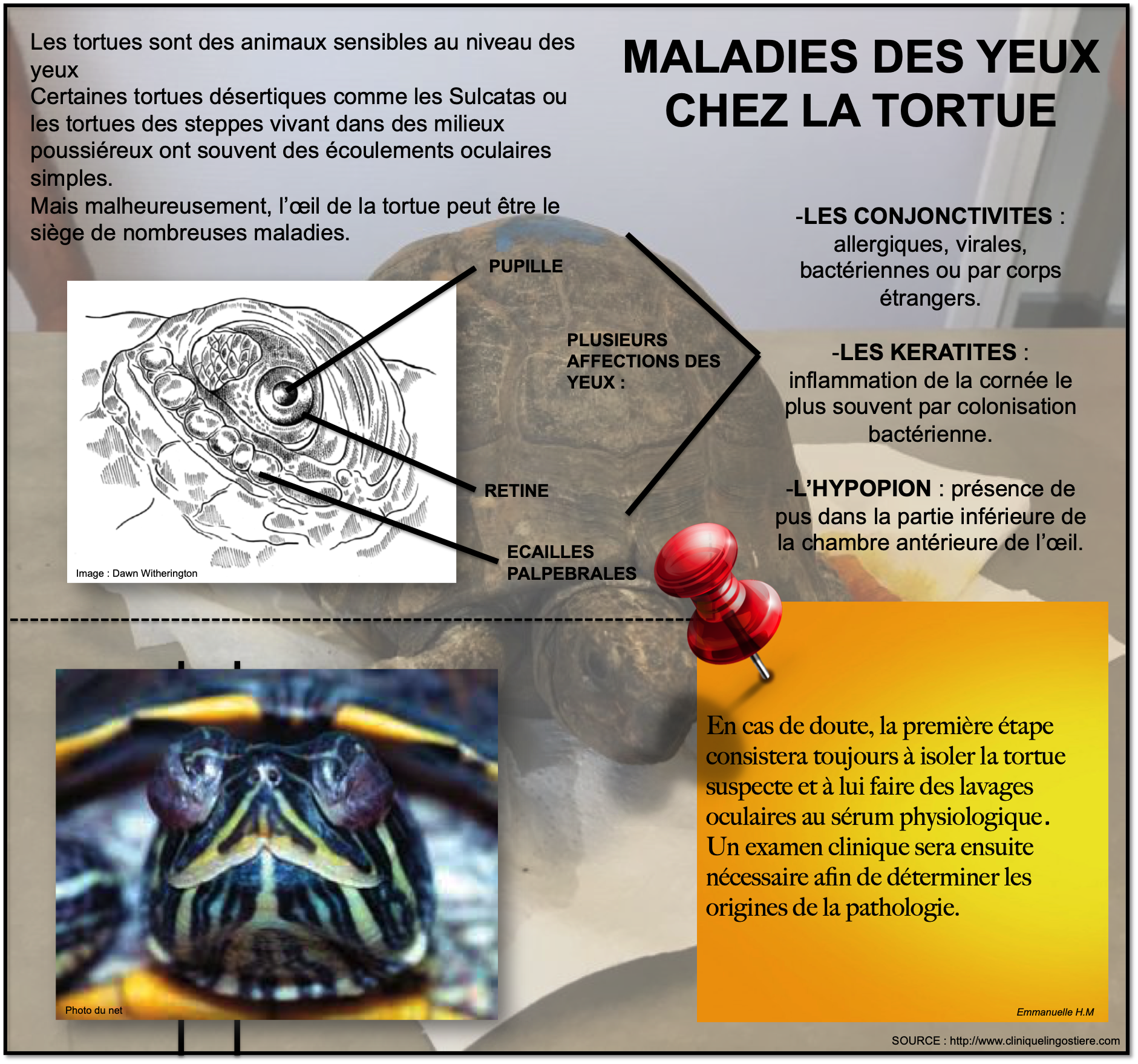 Maladies des yeux chez la tortue