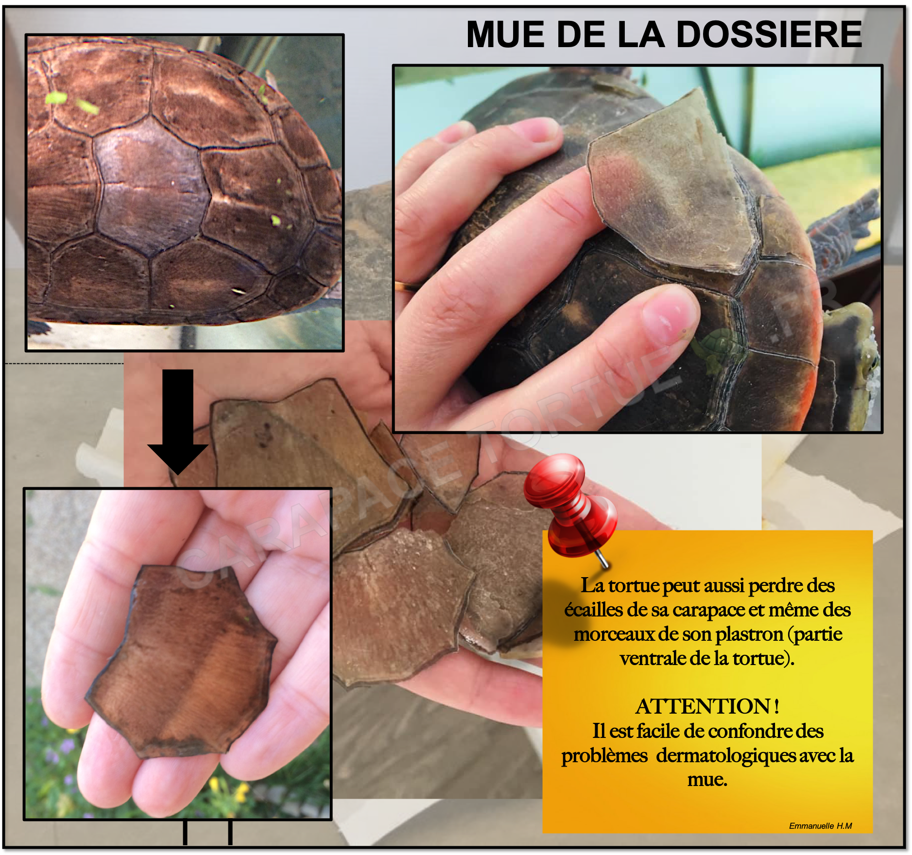 Mue de la dossiere