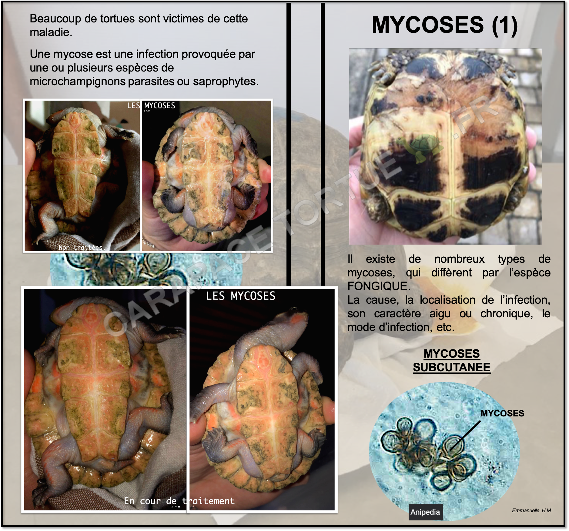 Mycoses 1