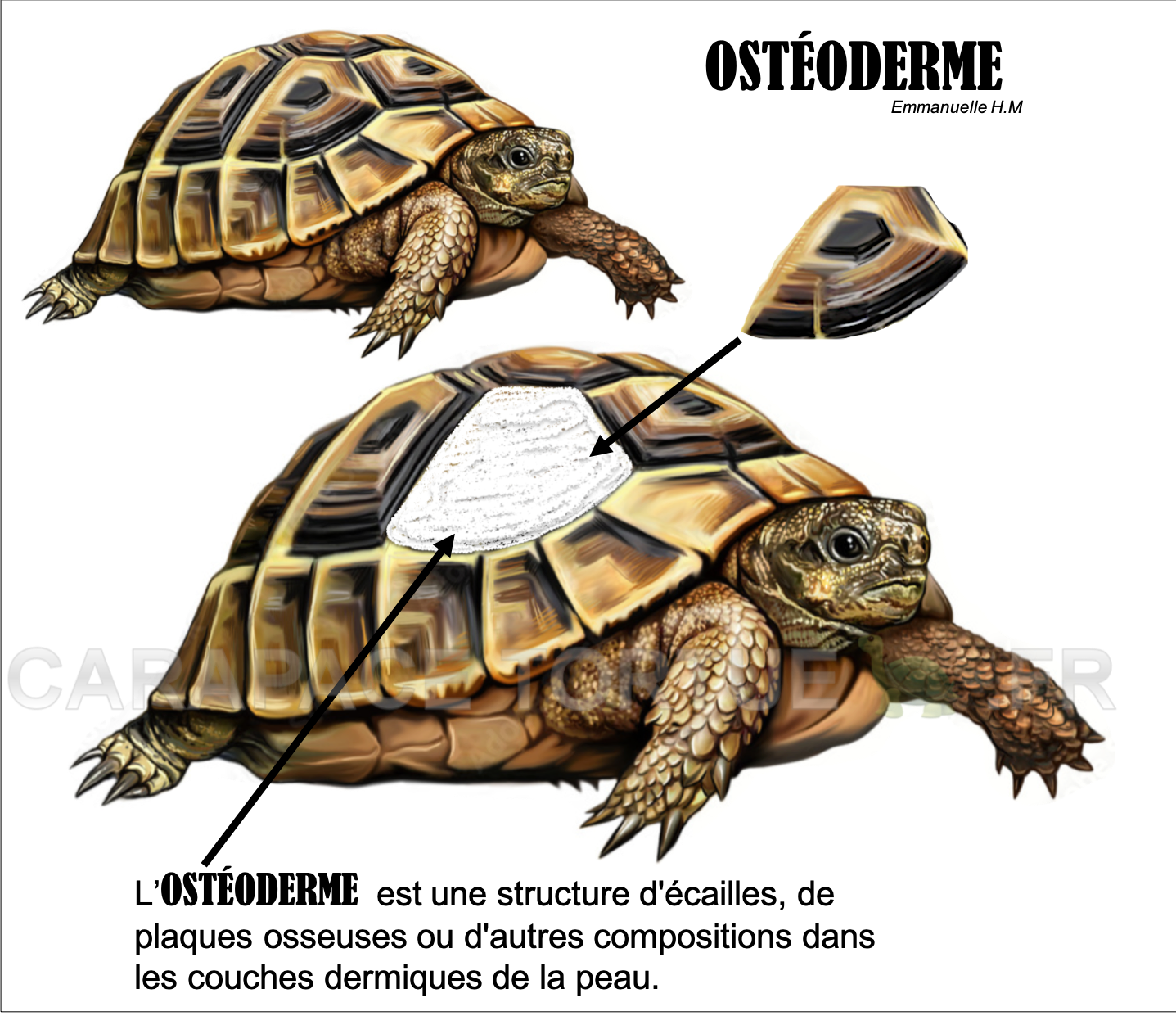 Osteoderme 3