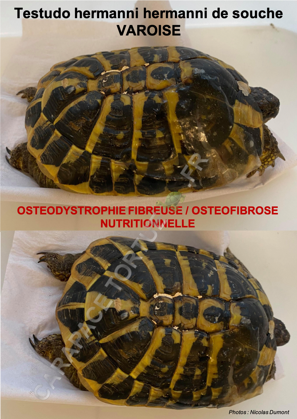 Osteodystrophie 6