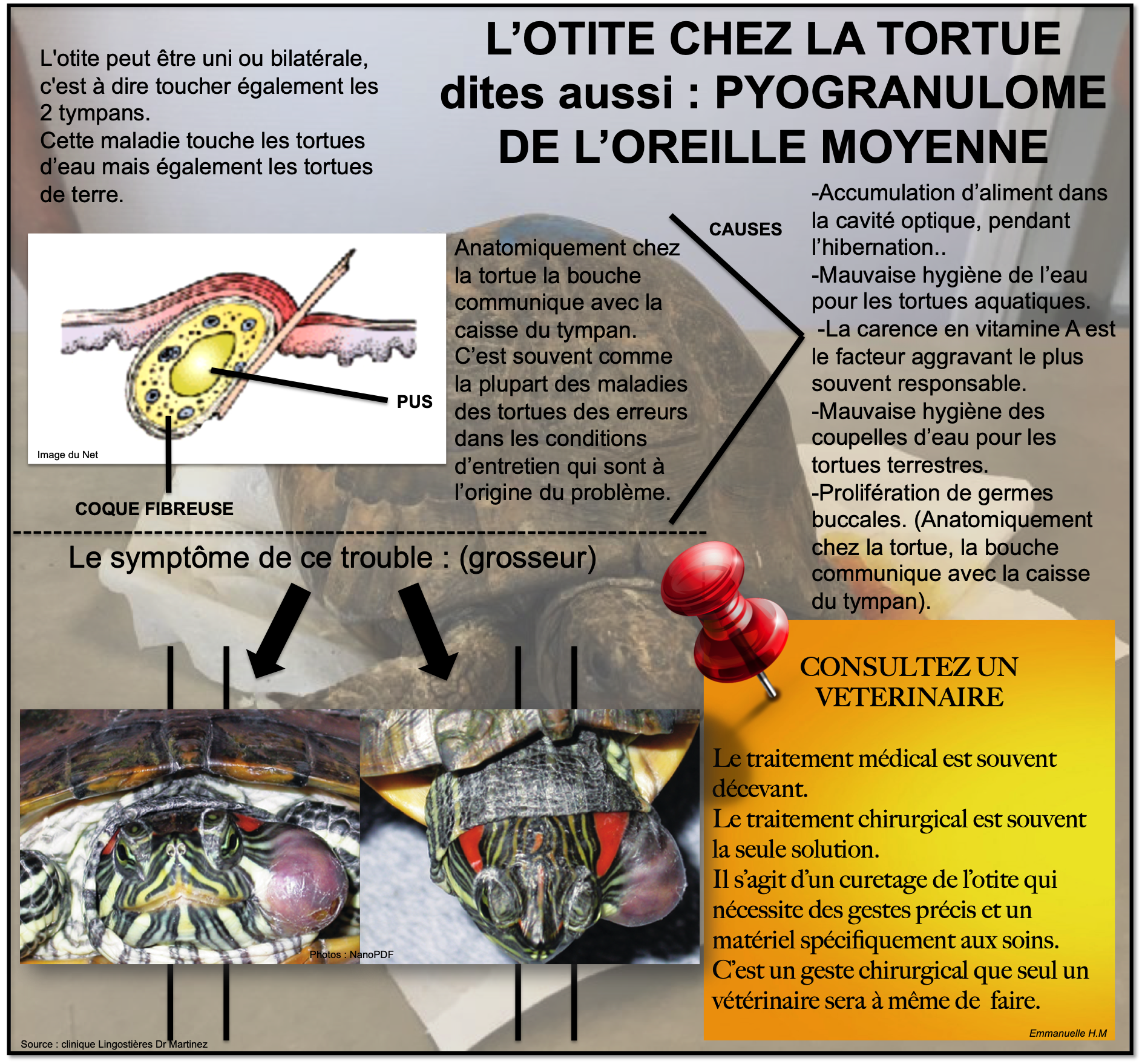 Otite chez la tortue