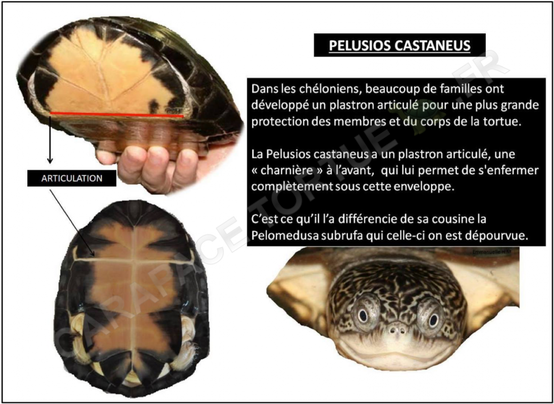 Pelusios castaneus 1