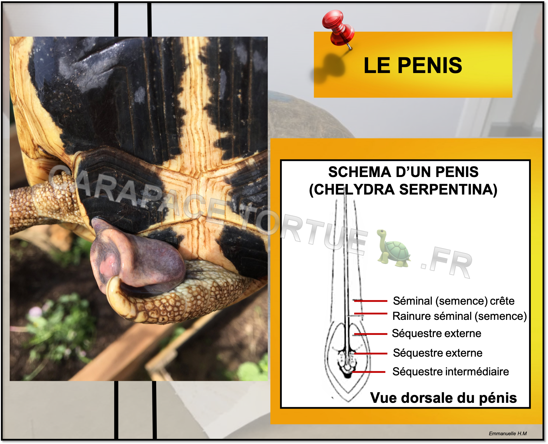 Penis tortue 2