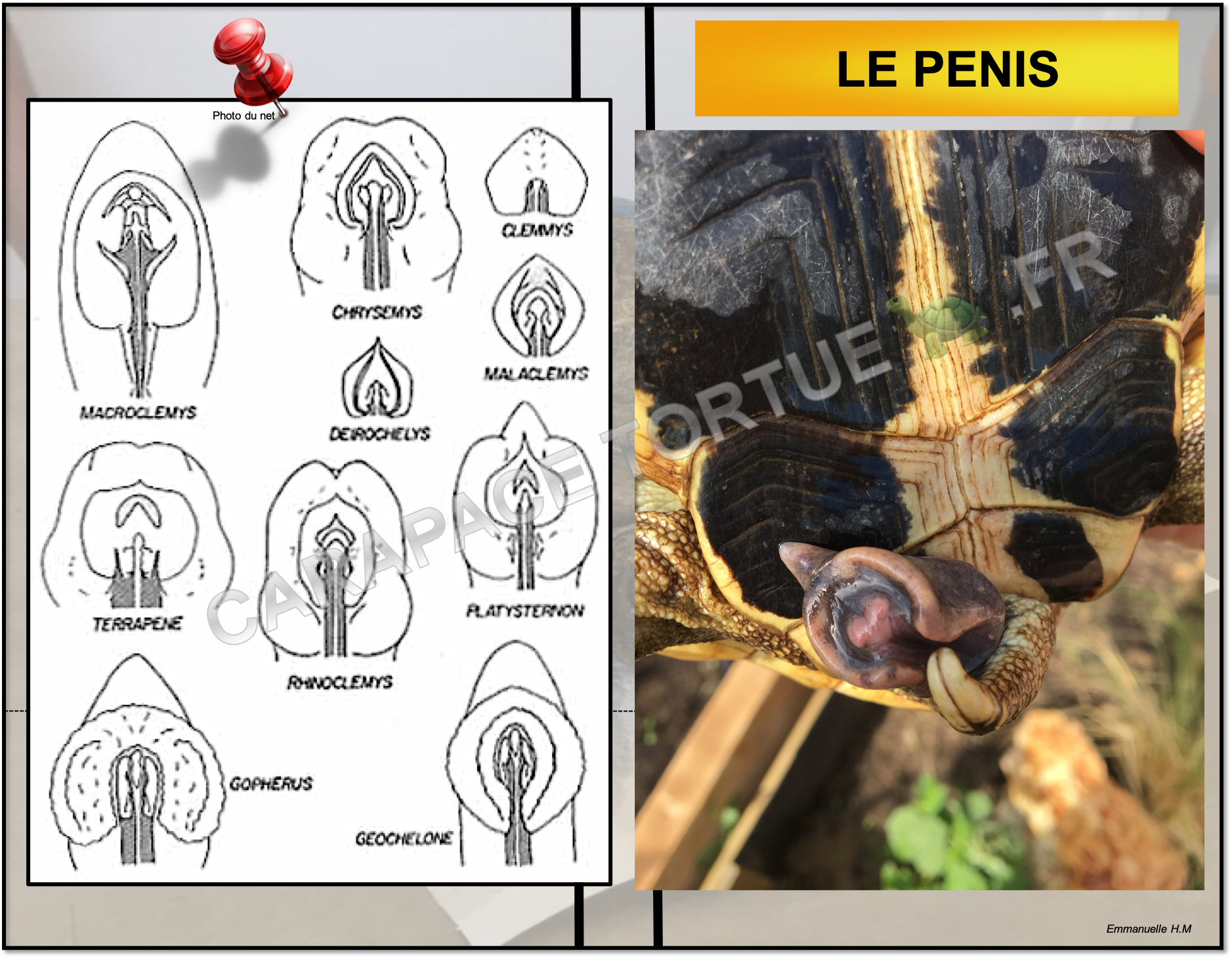 Penis tortue 3