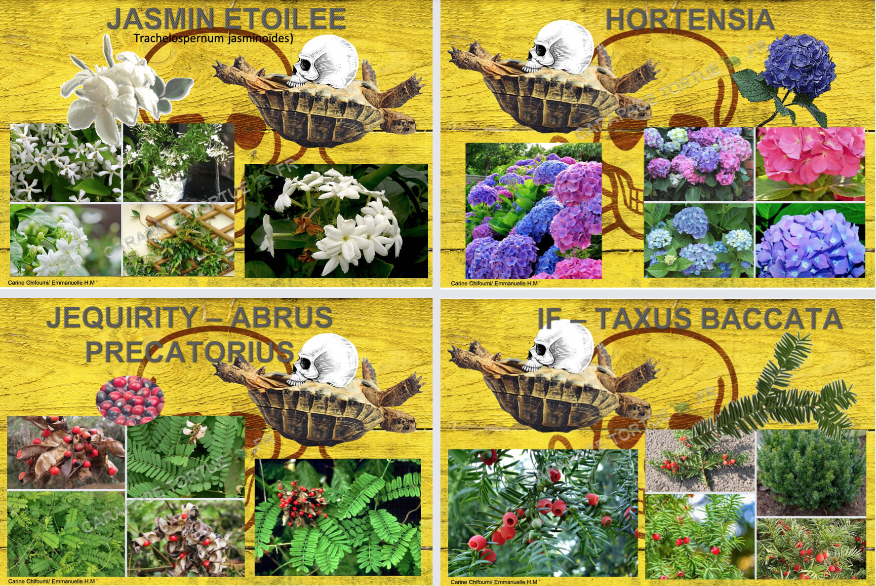 Plantes toxiques pour tortue 10