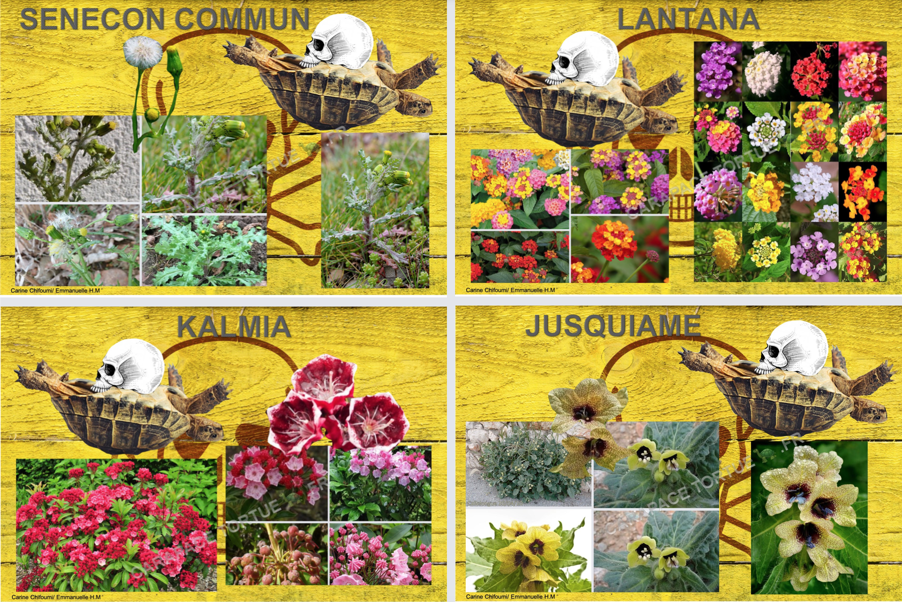 Plantes toxiques pour tortue 11