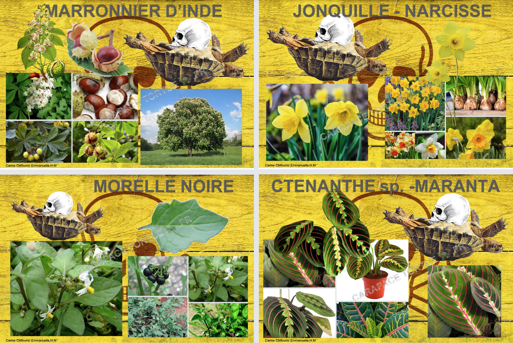 Plantes toxiques pour tortue 15