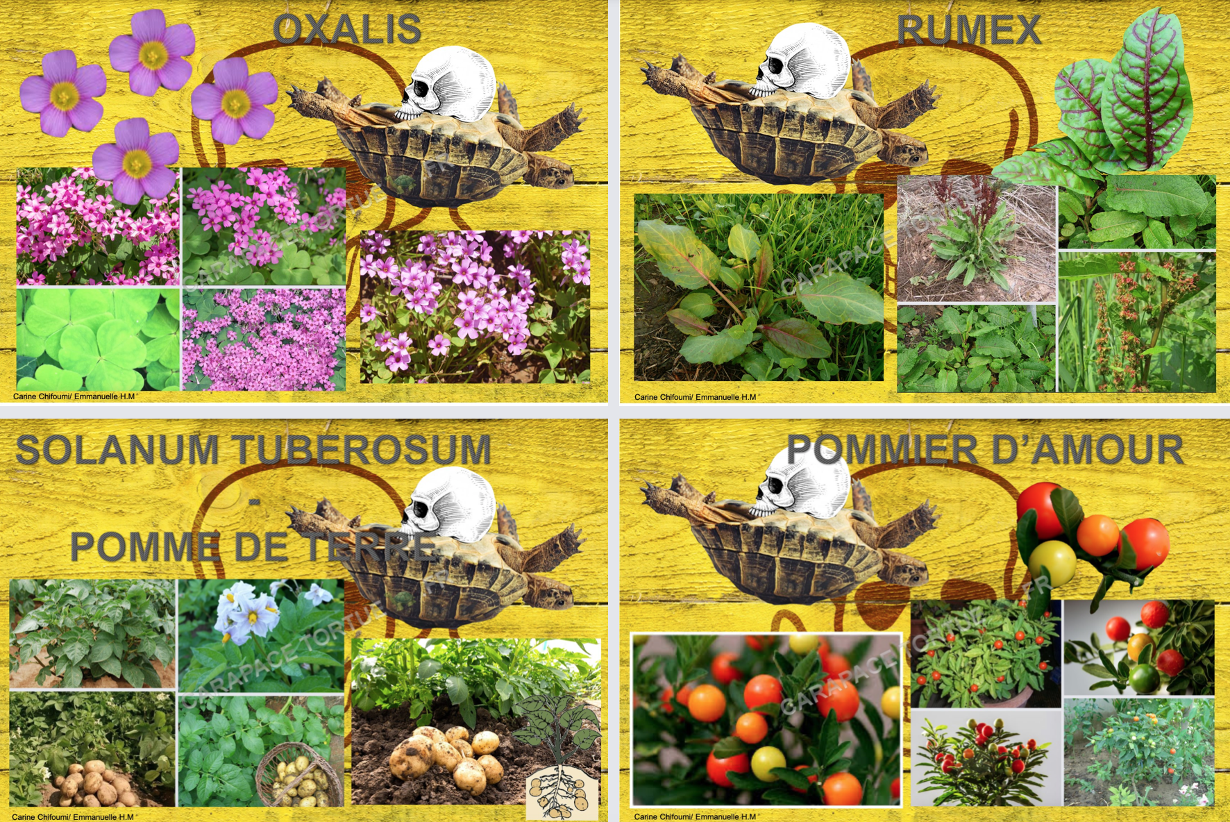 Plantes toxiques pour tortue 18