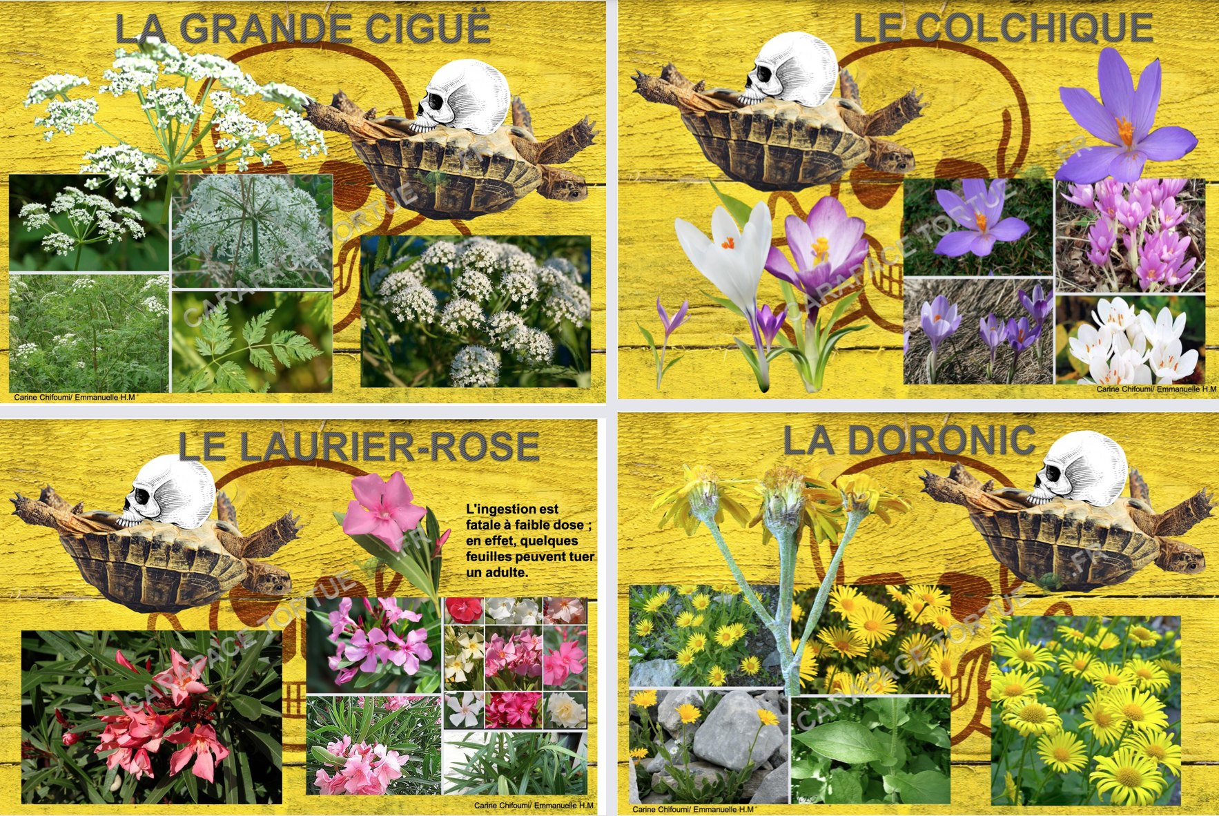 Plantes toxiques pour tortue 2