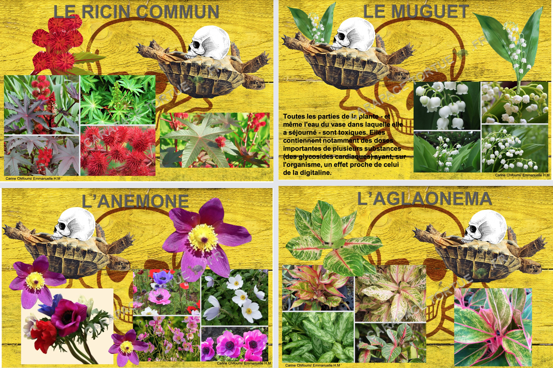 Plantes toxiques pour tortue 3