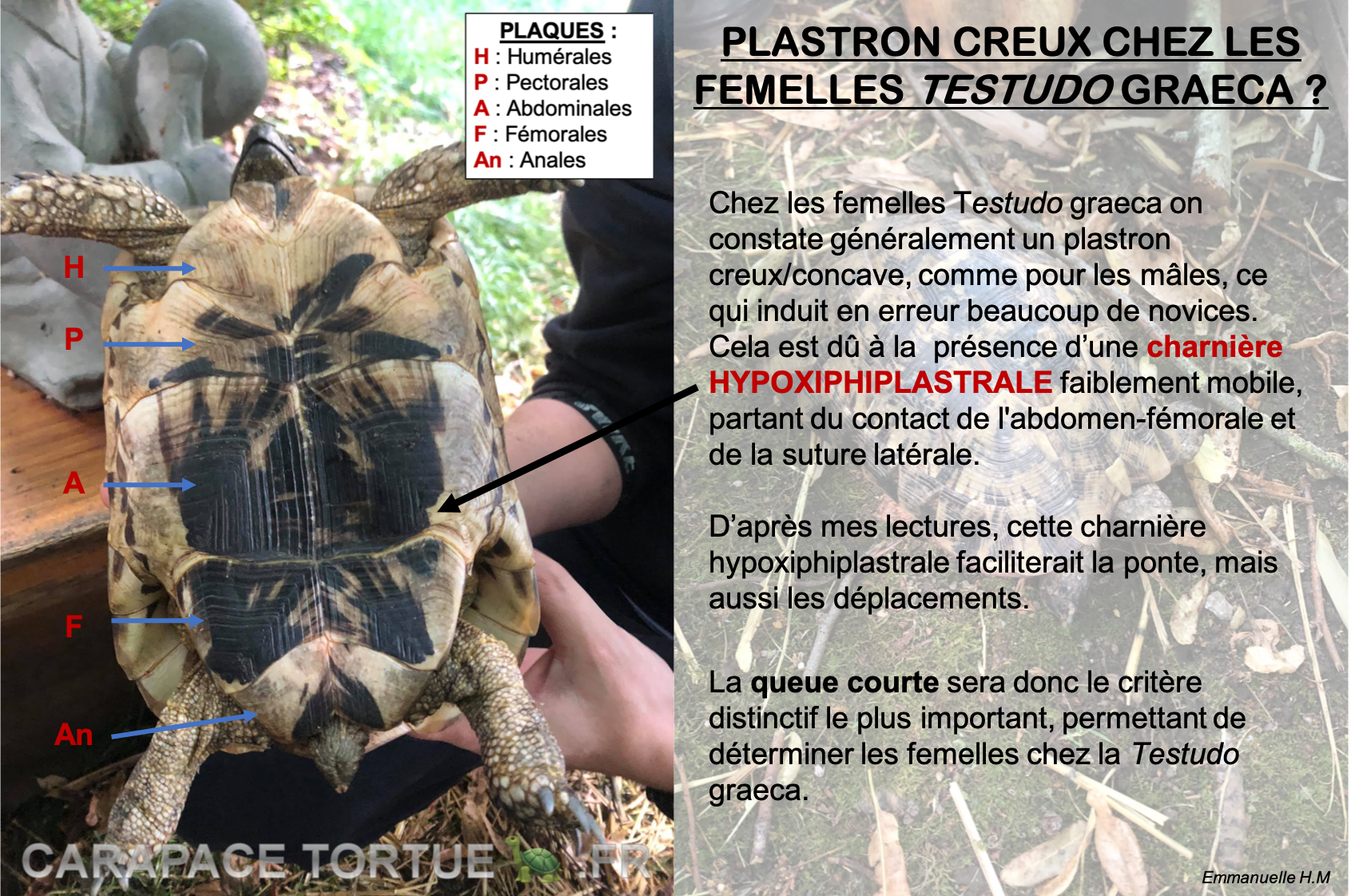 Plastron graeca creux femelle