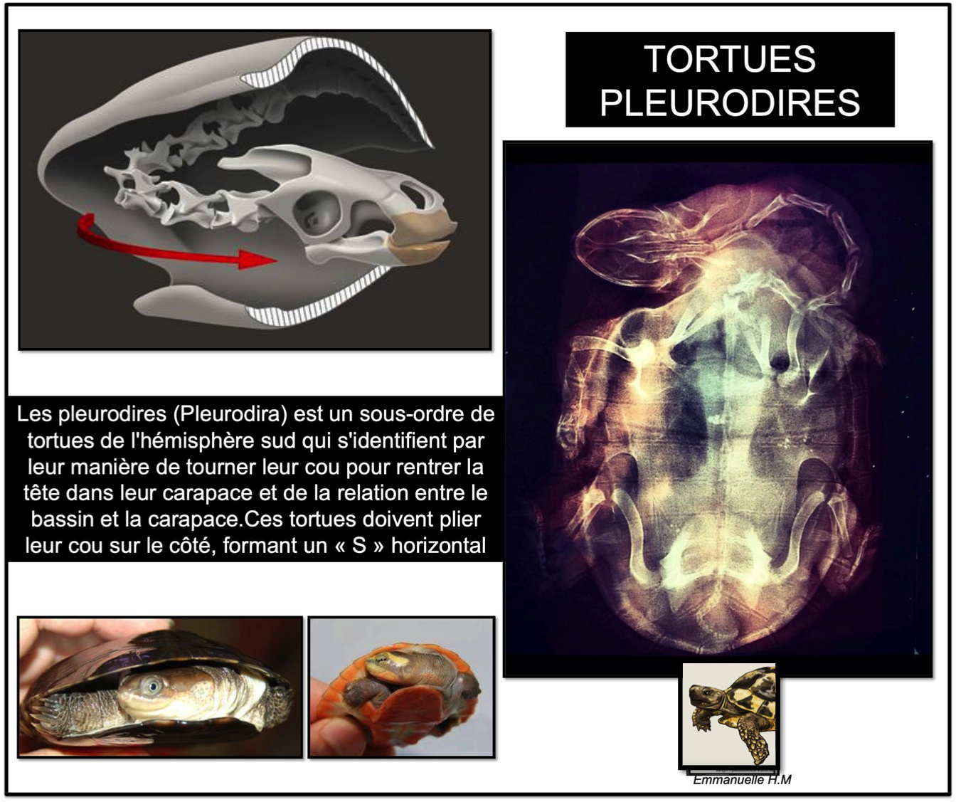 Pleurodire