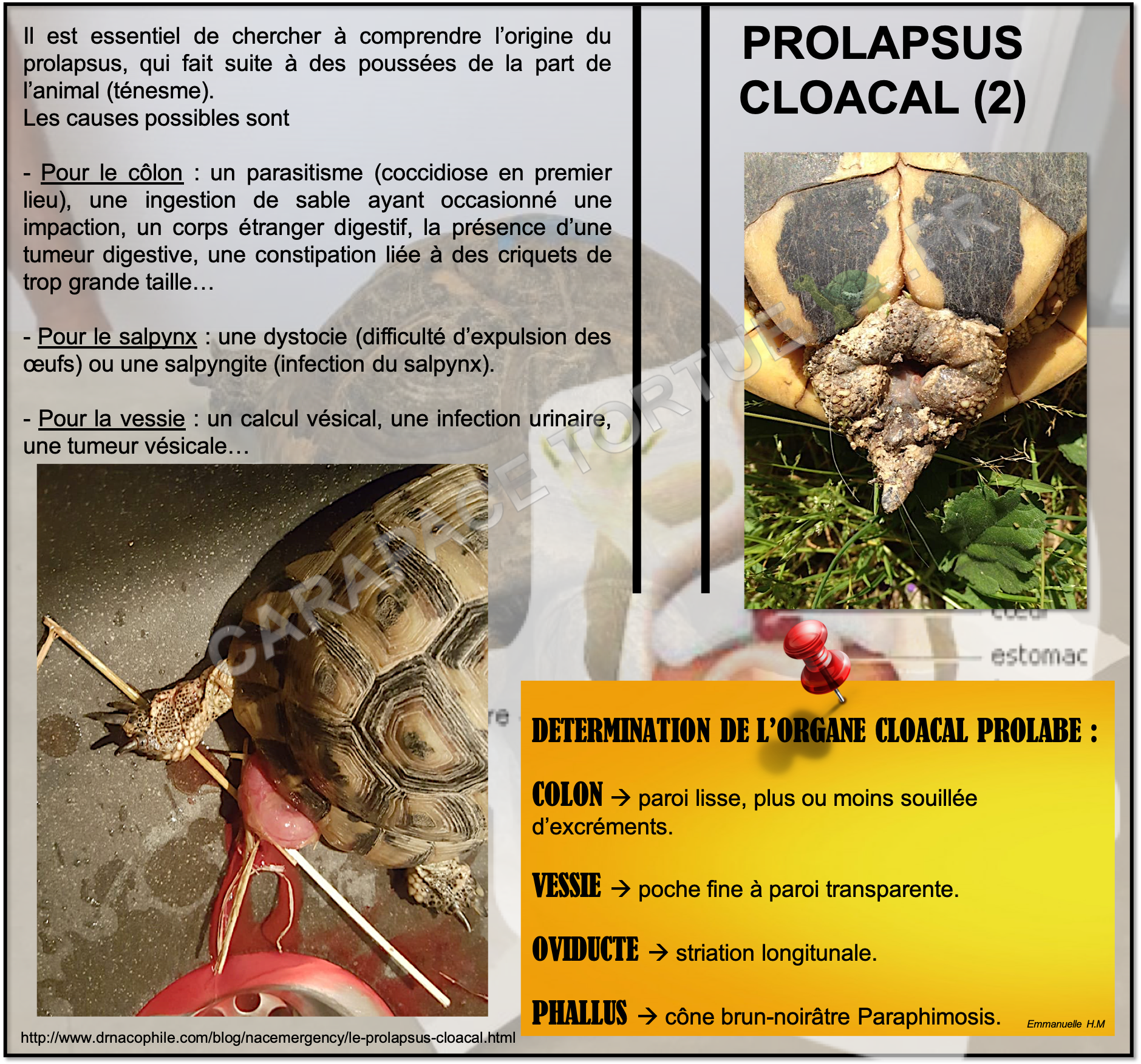 Prolapsus cloacal 3