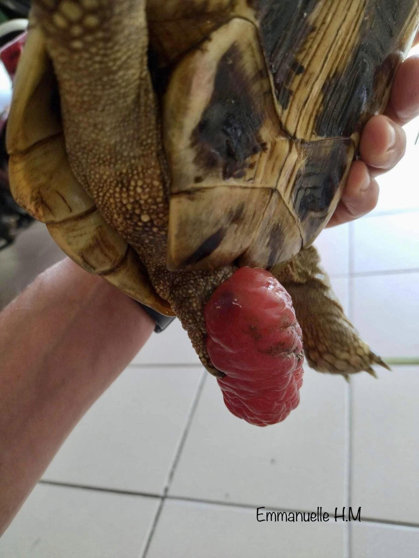Prolapsus colon